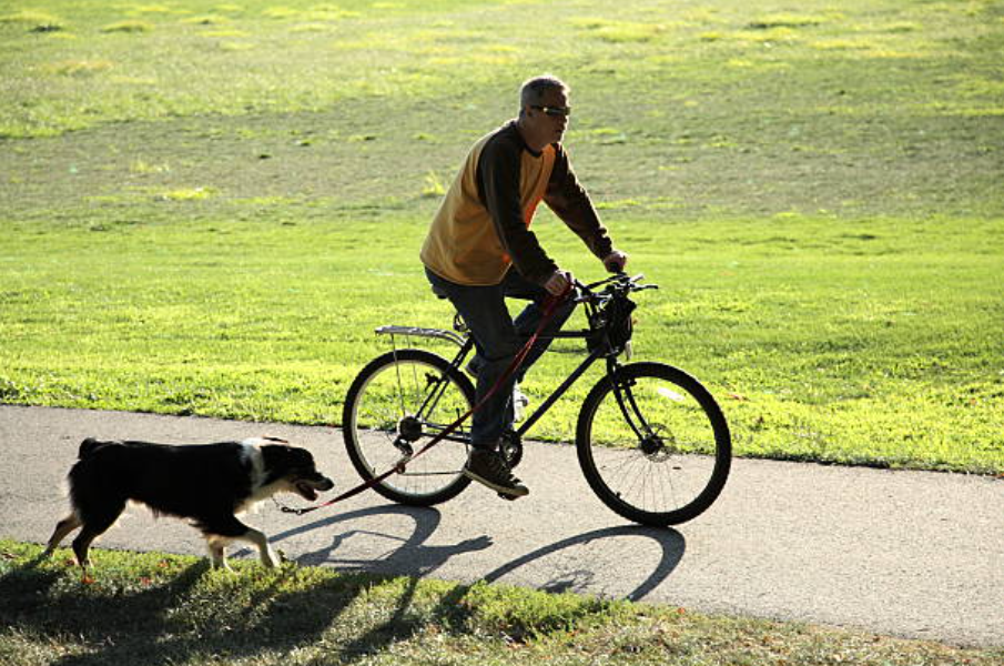 Best Bicycle Dog Leash